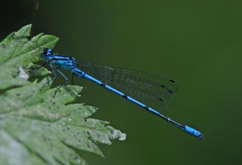 Coenagrion puella
